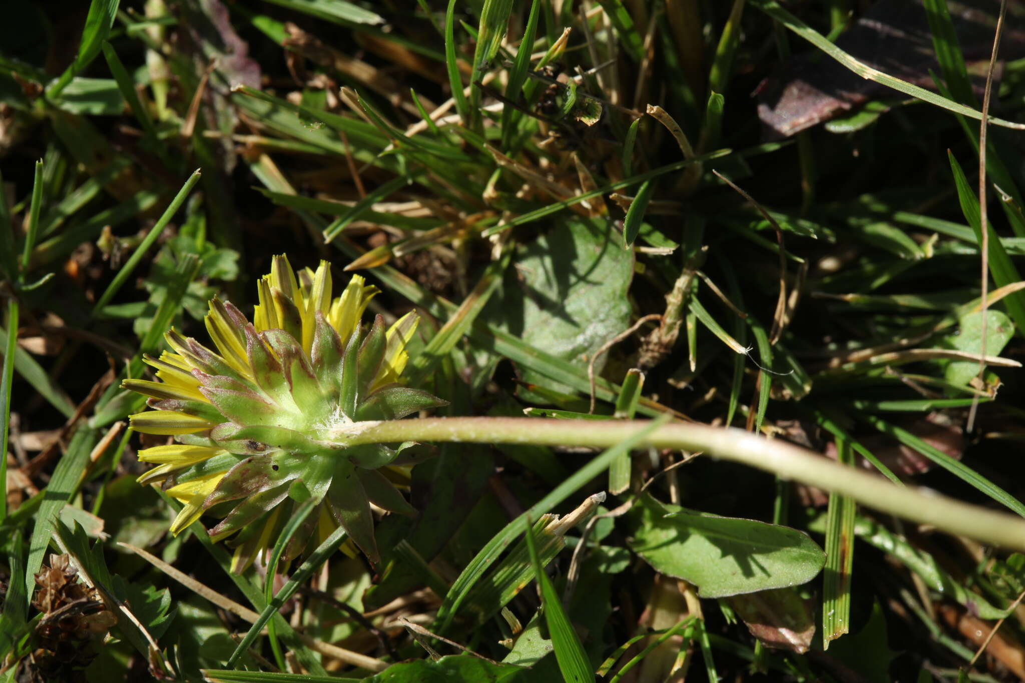 Image of Taraxacum glabrum DC.