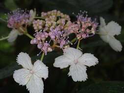 Sivun Hydrangea aspera Buch.-Ham. ex D. Don kuva