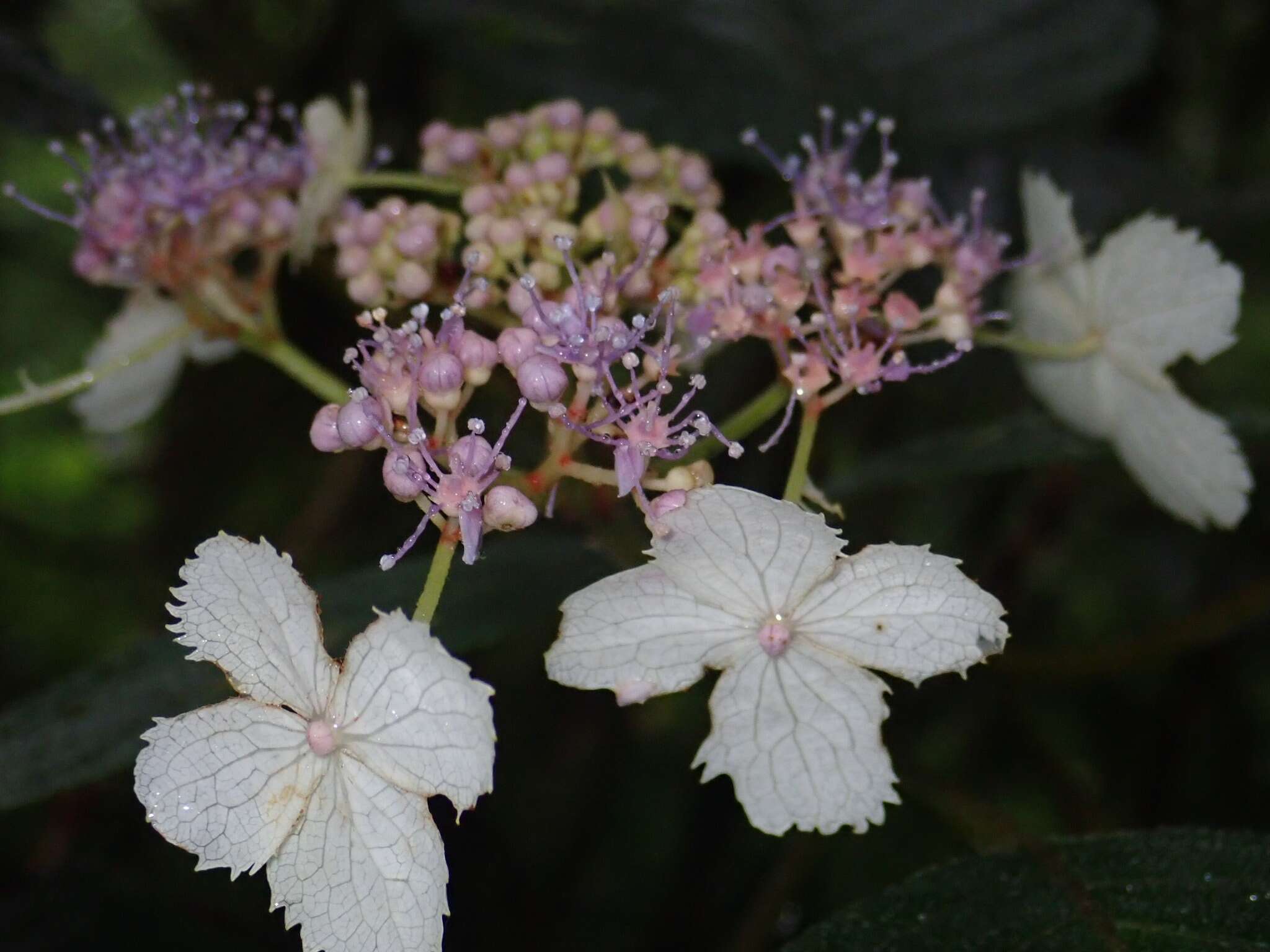 Image of Hydrangea aspera Buch.-Ham. ex D. Don