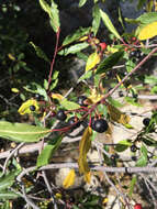 Image de Frangula rubra (Greene) Grubov