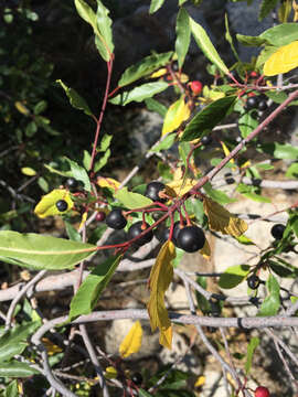 Image de Frangula rubra (Greene) Grubov