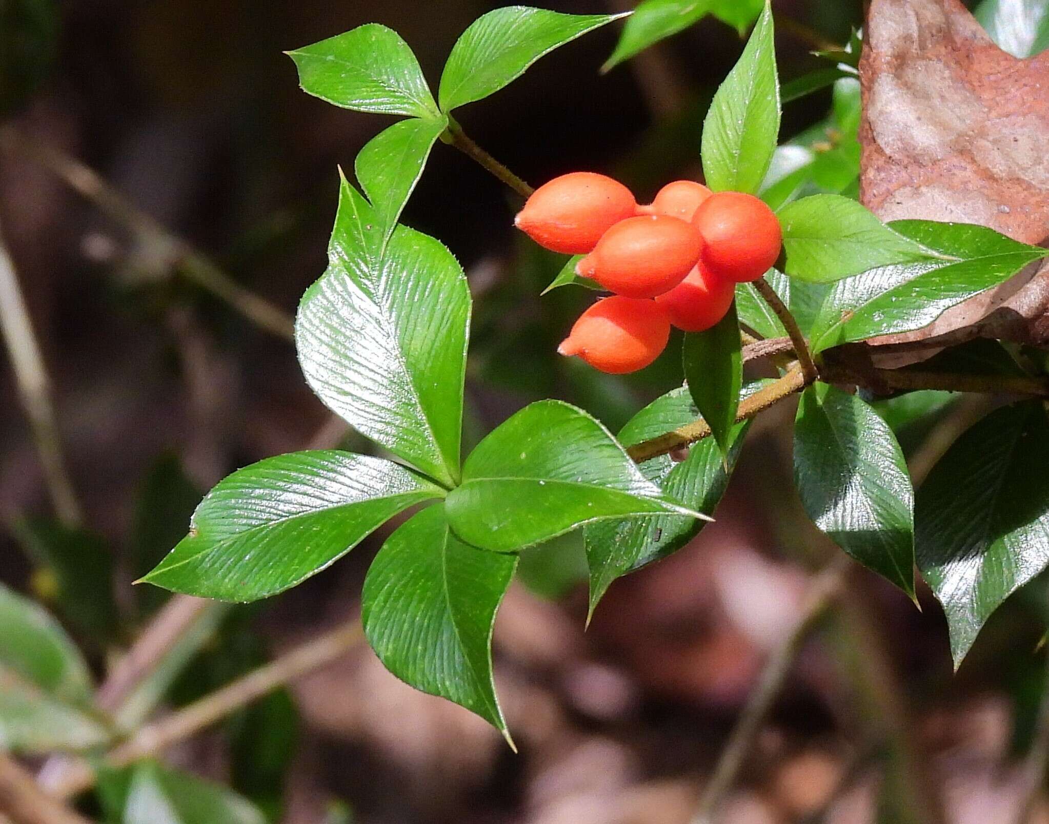 Image of Chain Fruit