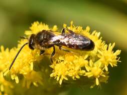 Image of Lasioglossum calceatum (Scopoli 1763)