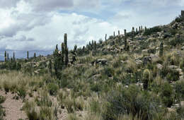 Imagem de Echinopsis tarijensis subsp. bertramiana (Backeb.) M. Lowry