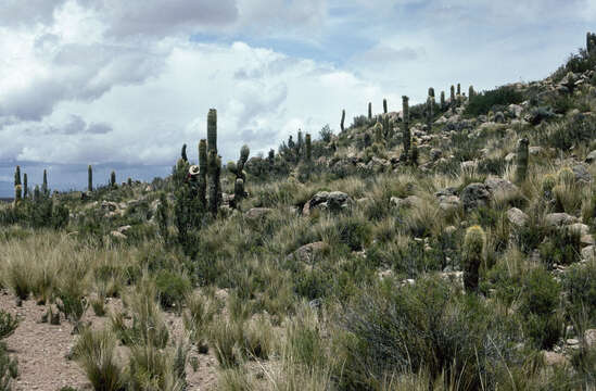 Imagem de Echinopsis tarijensis subsp. bertramiana (Backeb.) M. Lowry