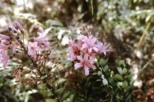 Image of Bejaria aestuans L.