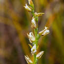 Imagem de Prasophyllum milfordense D. L. Jones