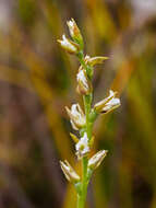 Imagem de Prasophyllum milfordense D. L. Jones