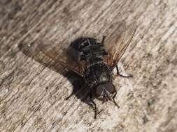 Image of Narrow-cheeked cluster fly