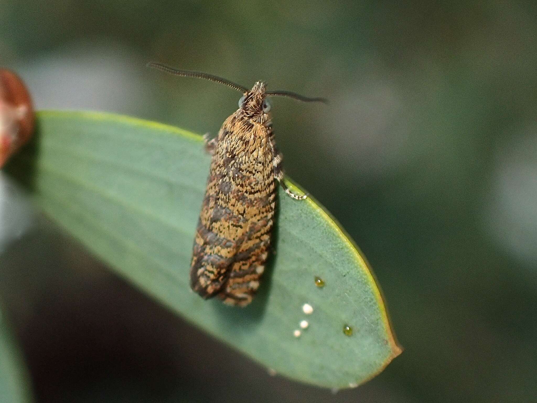 Image of Isochorista panaeolana Meyrick 1881