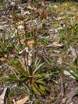 Image of Stylidium crassifolium R. Br.