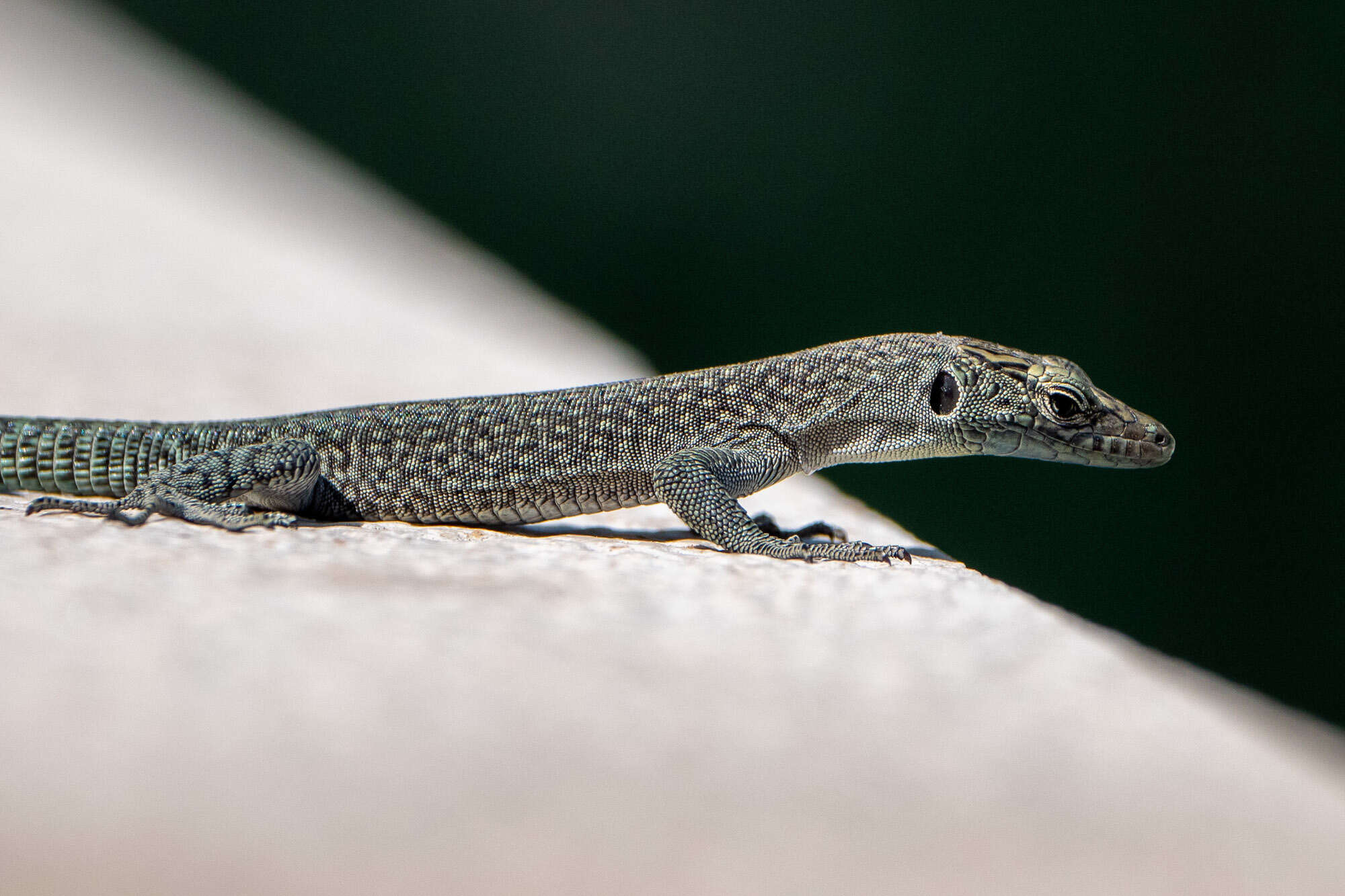 Image of Sharp-snouted Rock Lizard