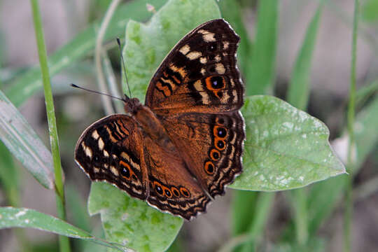 Image of Junonia erigone Cramer 1779