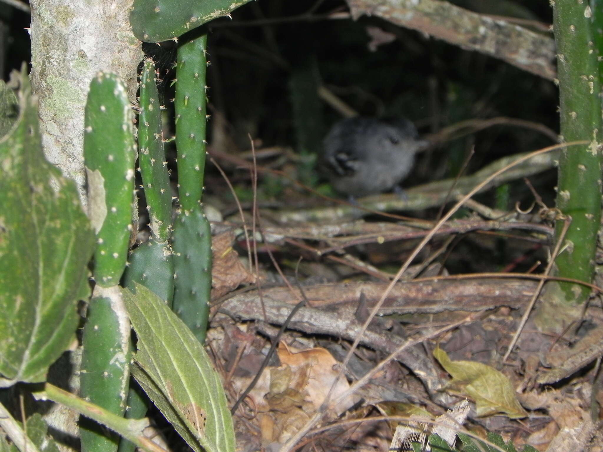 Image of Sooretama Slaty Antshrike