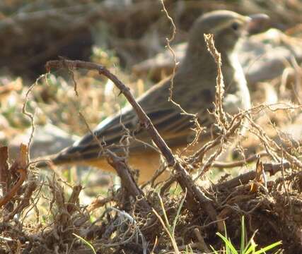 Image of Nicholson's Pipit