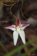 Image of Karri cowslip orchid