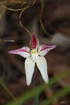 Image de Caladenia flava subsp. sylvestris Hopper & A. P. Br.