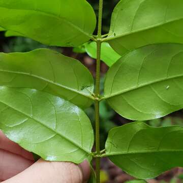 Image of Canthium malayense