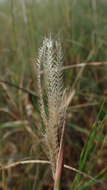 Image of Prieur's umbrellagrass
