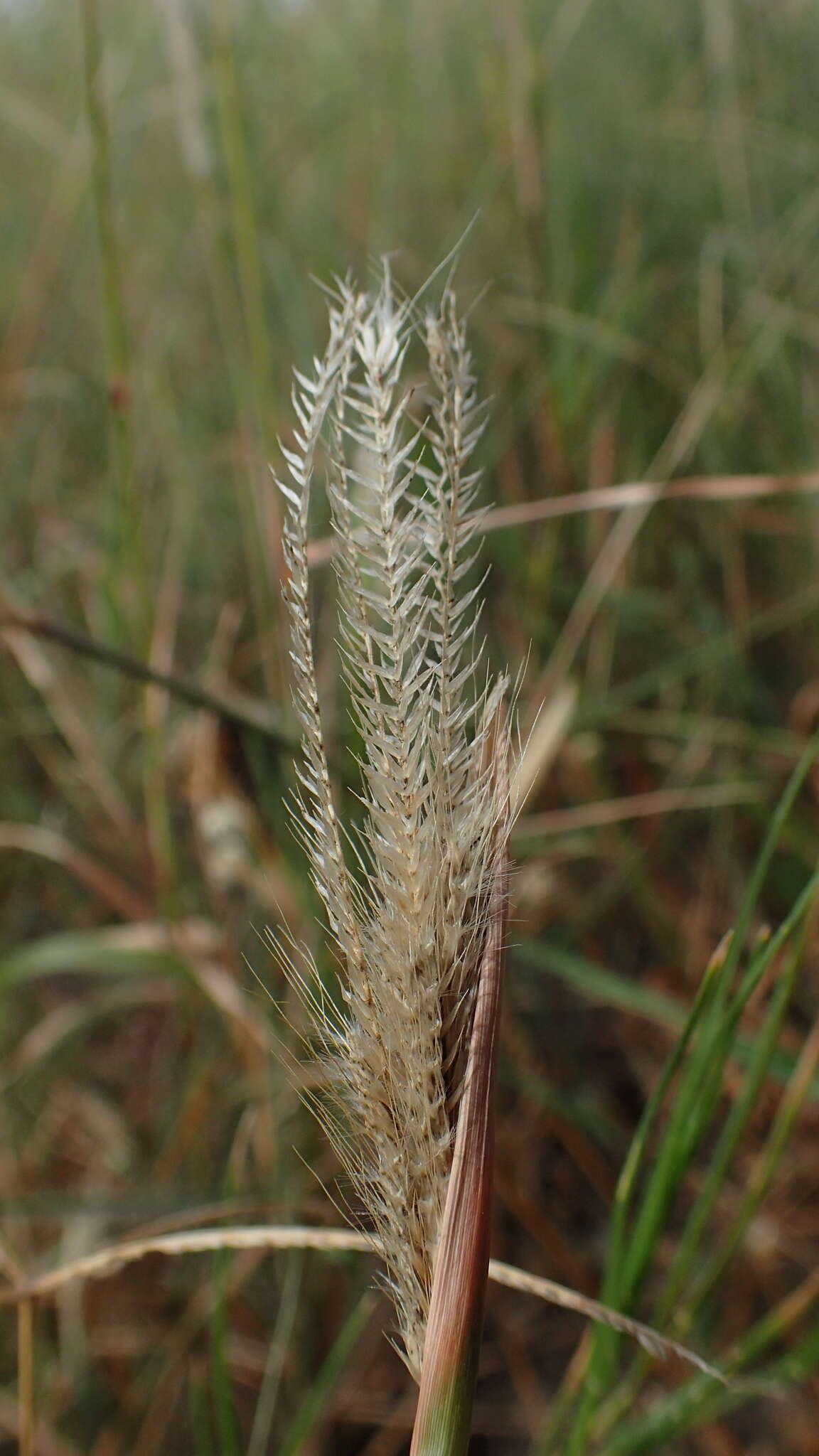 Image de Enteropogon prieurii (Kunth) Clayton