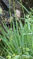 Image of Anthericum baeticum (Boiss.) Boiss.