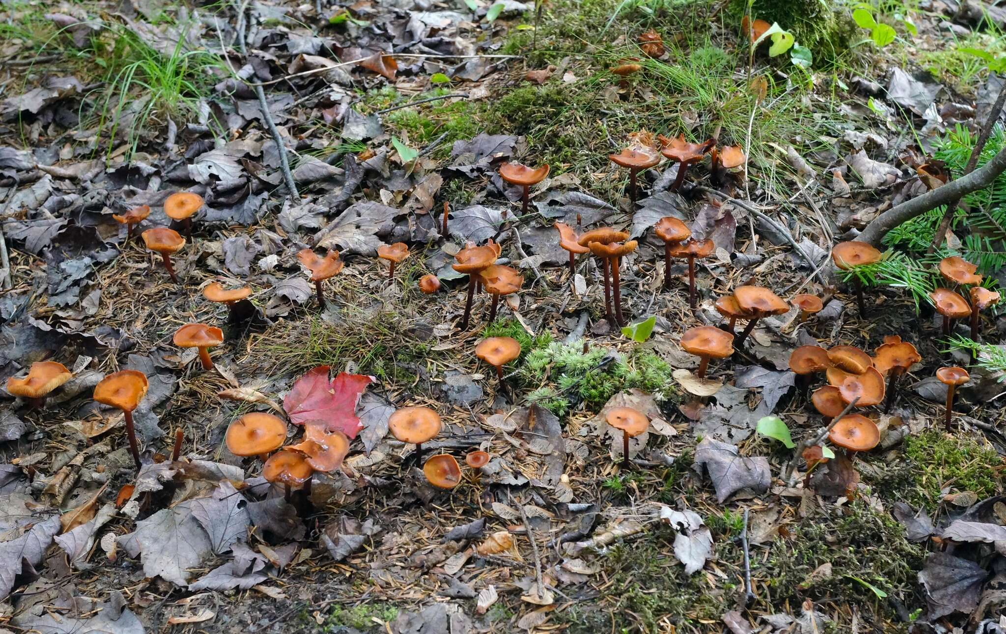 Phaeocollybia jennyae (P. Karst.) Romagn. 1944 resmi