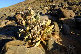 Image of Hartmanthus pergamentaceus (L. Bol.) S. A. Hammer