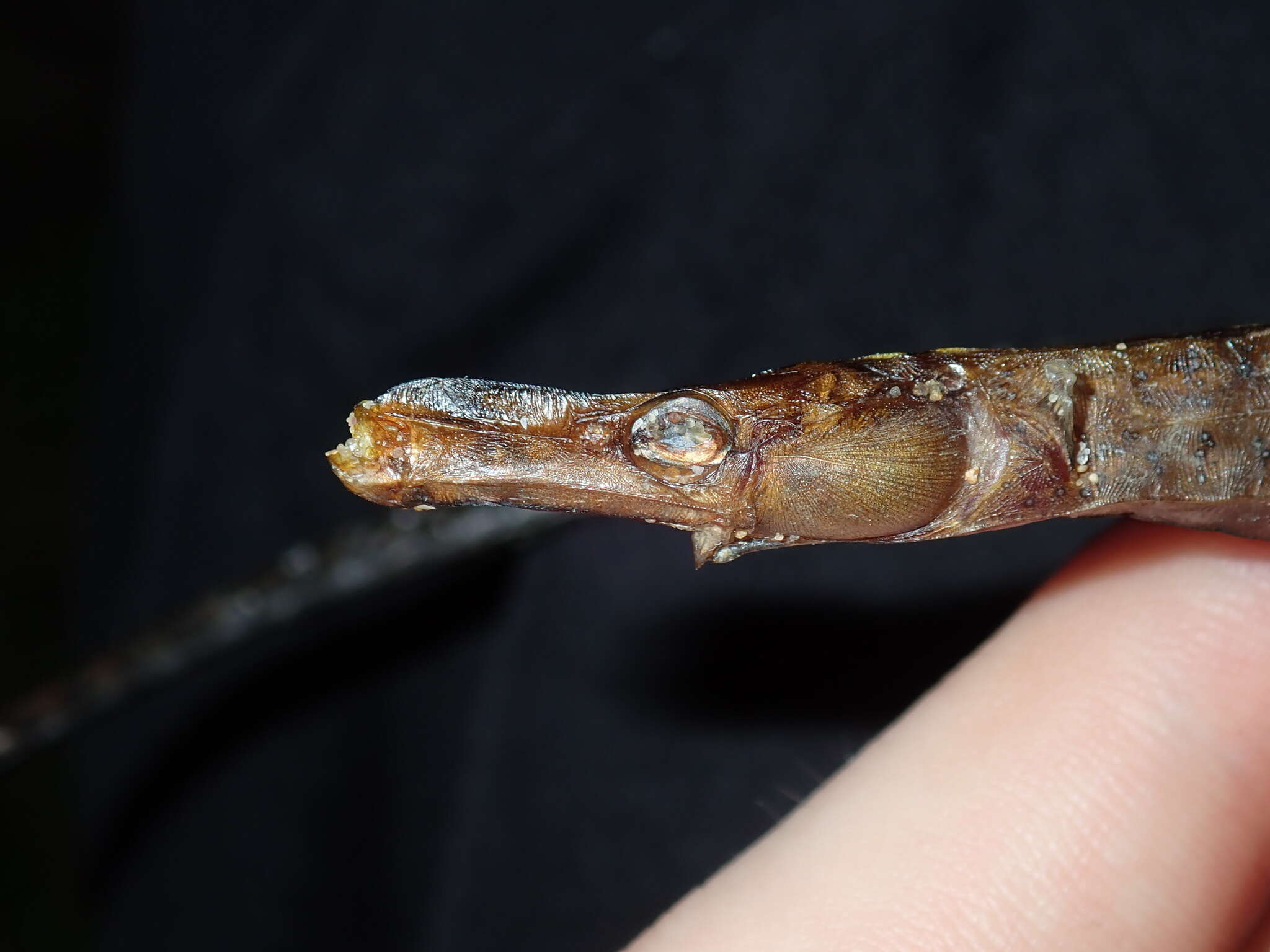 Image of Brigg's northern pipefish