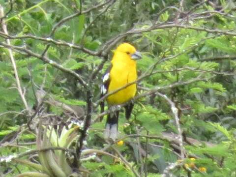 Image of Golden Grosbeak