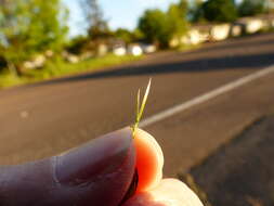 Image of brome fescue