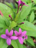 Pseuderanthemum laxiflorum (A. Gray) Hubbard ex L. H. Bailey resmi