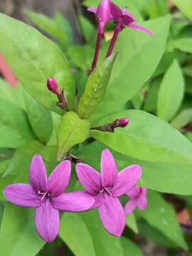 Pseuderanthemum laxiflorum (A. Gray) Hubbard ex L. H. Bailey resmi