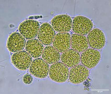 صورة Pseudopediastrum integrum