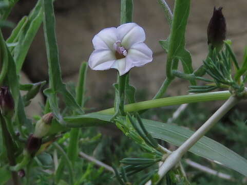 Image de Convolvulus sagittatus Thunb.