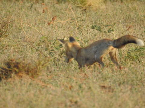 Image of white-footed fox