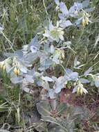 Cerinthe minor L. resmi