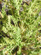 Image of Horkelia californica var. elata (Greene) Ertter & Reveal