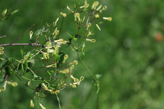 Imagem de Riocreuxia polyantha Schltr.