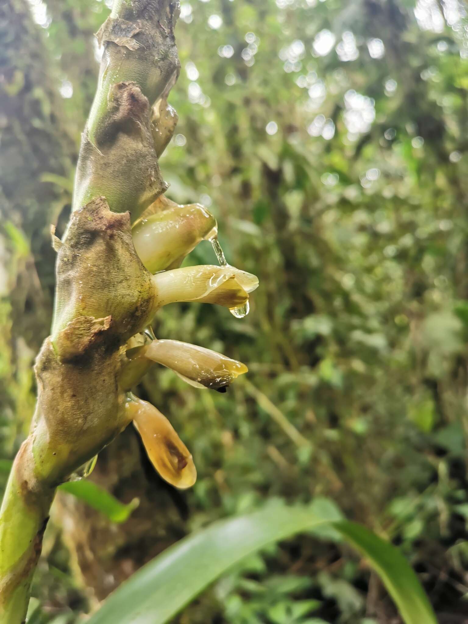 صورة Werauhia gladioliflora (H. Wendl.) J. R. Grant