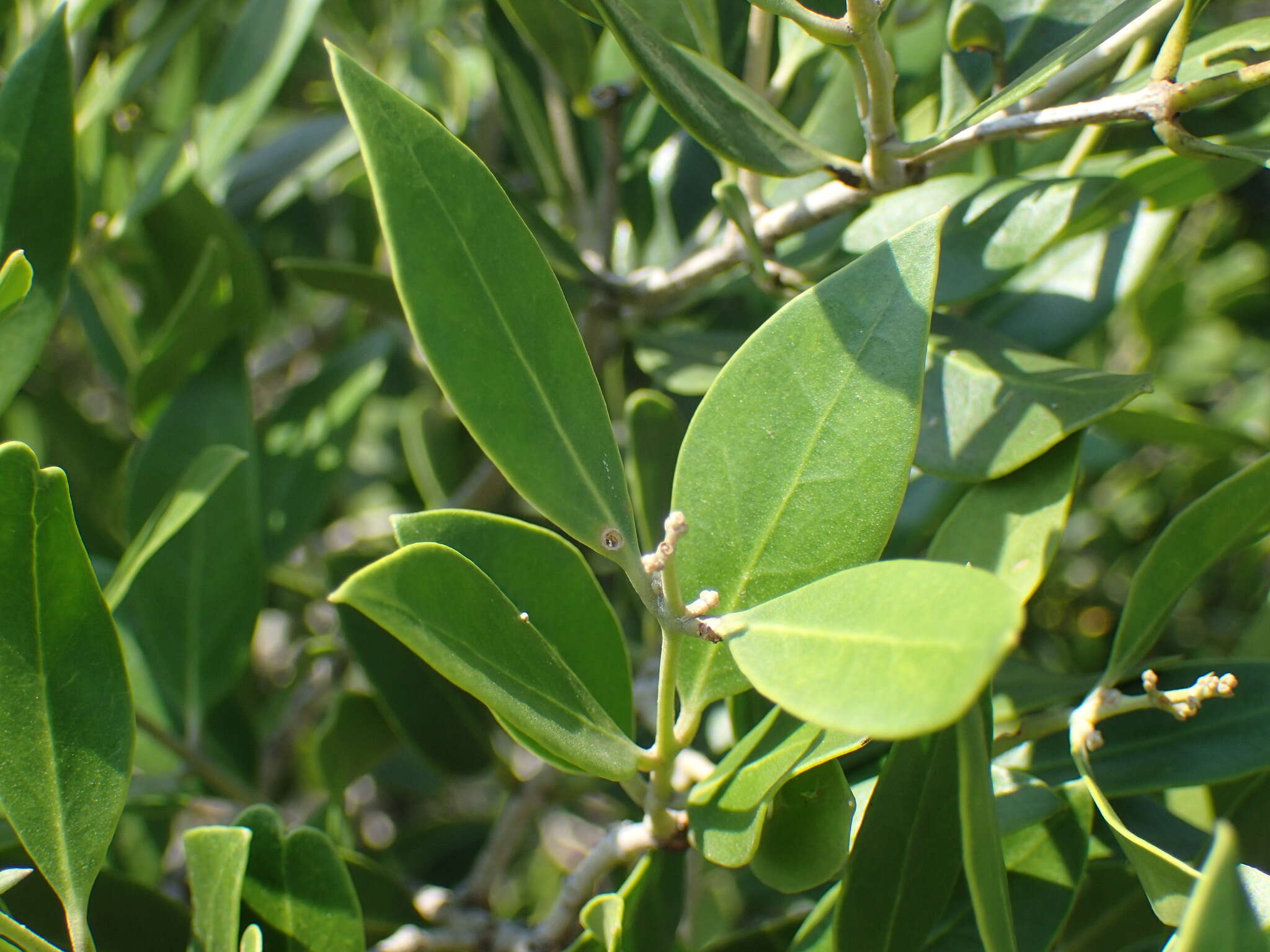 Plancia ëd Olea capensis subsp. enervis (Harv.) I. Verd.