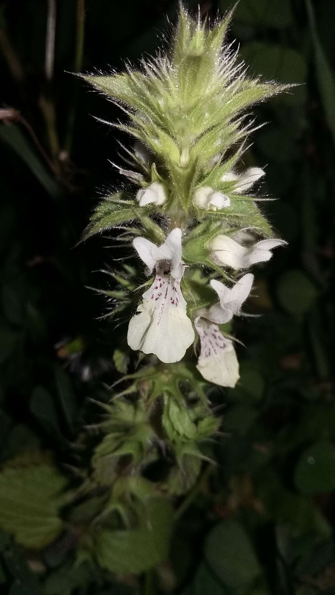 Слика од Stachys ocymastrum (L.) Briq.