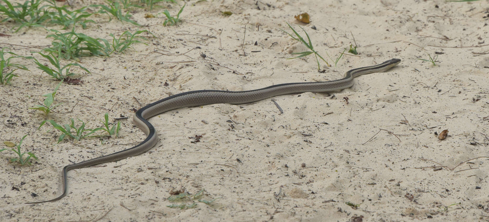 Image of Dromicodryas Boulenger 1893