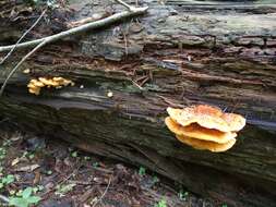 Image of Laetiporus montanus Černý ex Tomšovský & Jankovský 2009