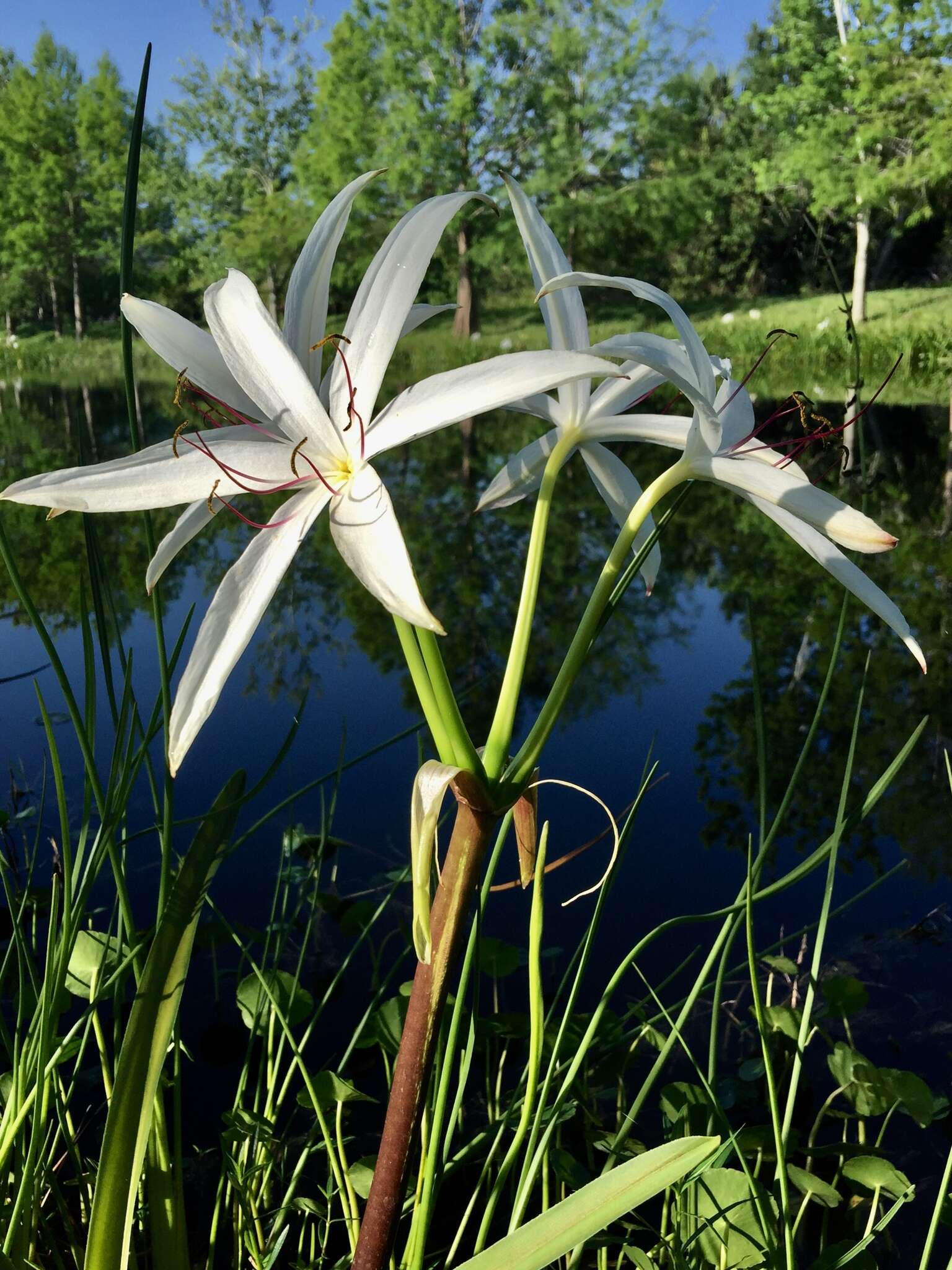 Image de Crinum americanum L.