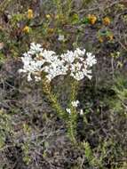 Image of Conospermum taxifolium C. F. Gaertner