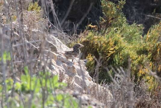 Passerculus sandwichensis rostratus (Cassin 1852) resmi