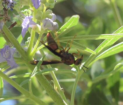 Euodynerus crypticus (Say 1823)的圖片