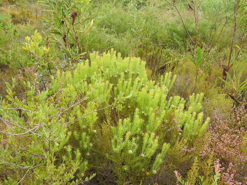 Plancia ëd Leucadendron linifolium (Jacq.) R. Br.