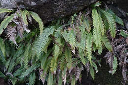 Image of Austroblechnum lanceolatum (R. Br.) Gasper & V. A. O. Dittrich