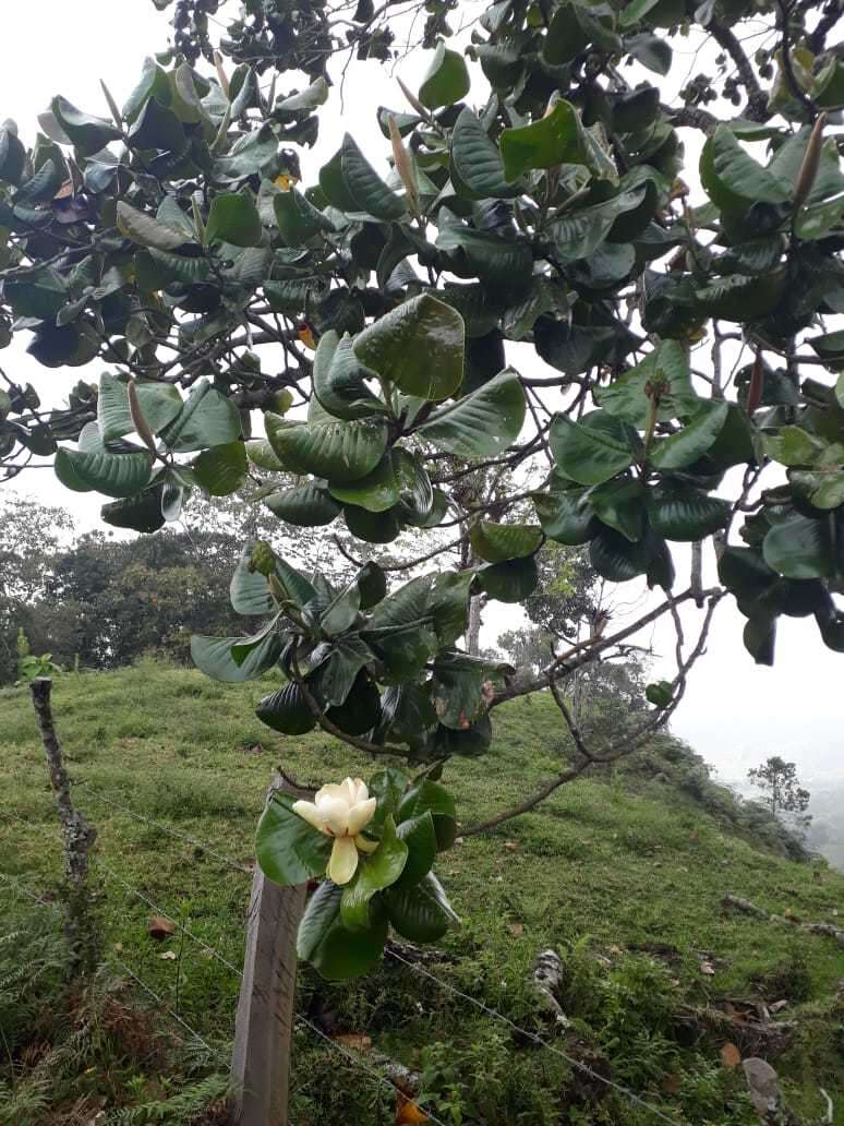 Image de Magnolia yarumalensis (Lozano) Govaerts